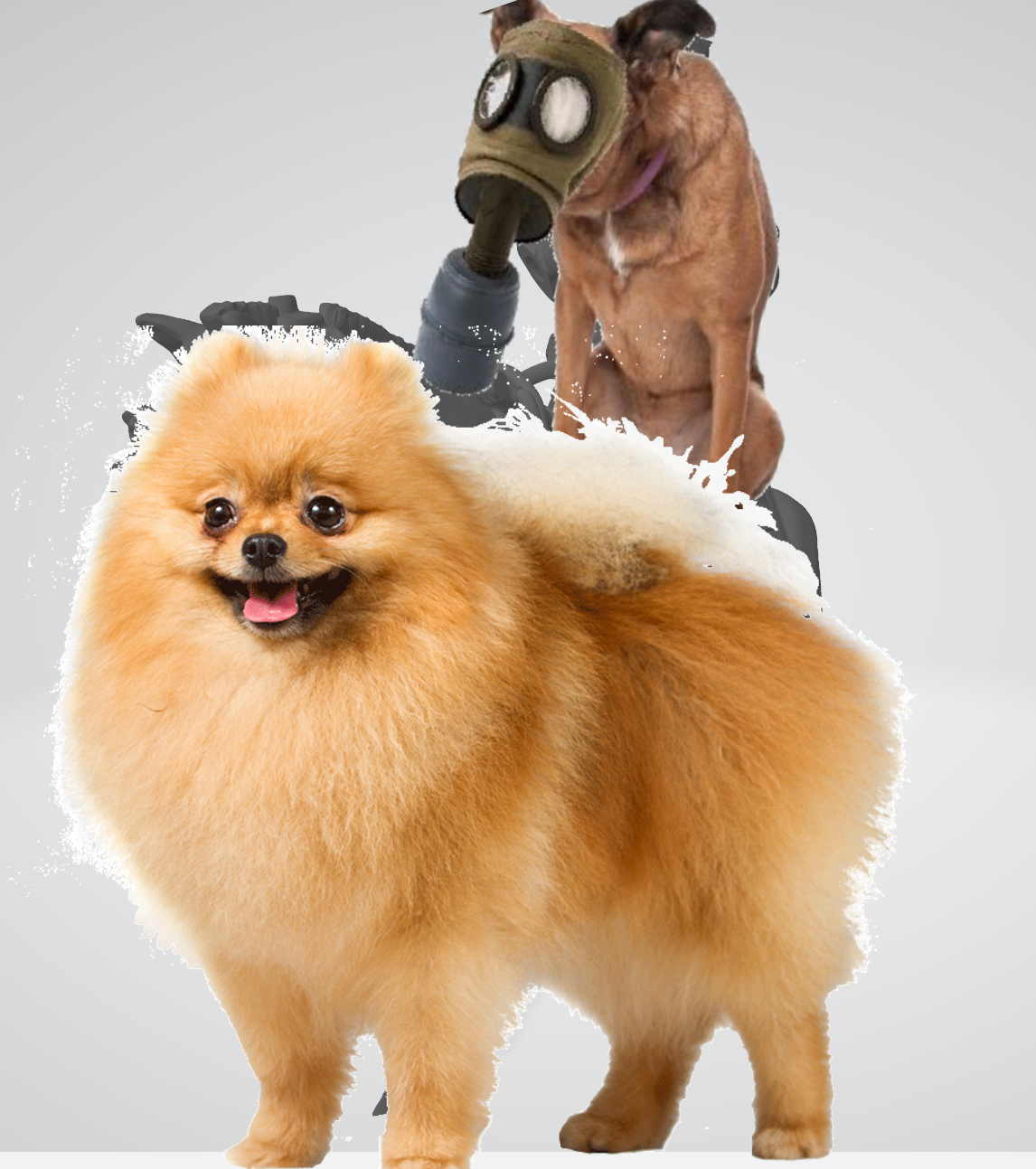 death-rider.png Pose de Todesreiter 1-5