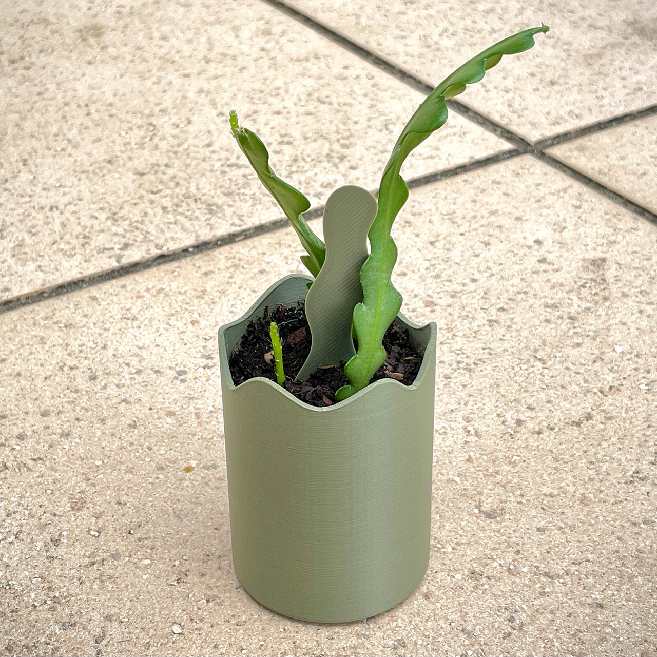 monstera xxl kaufen Monstera Deliciosa XXL, 120cm – vielgrün main image 0