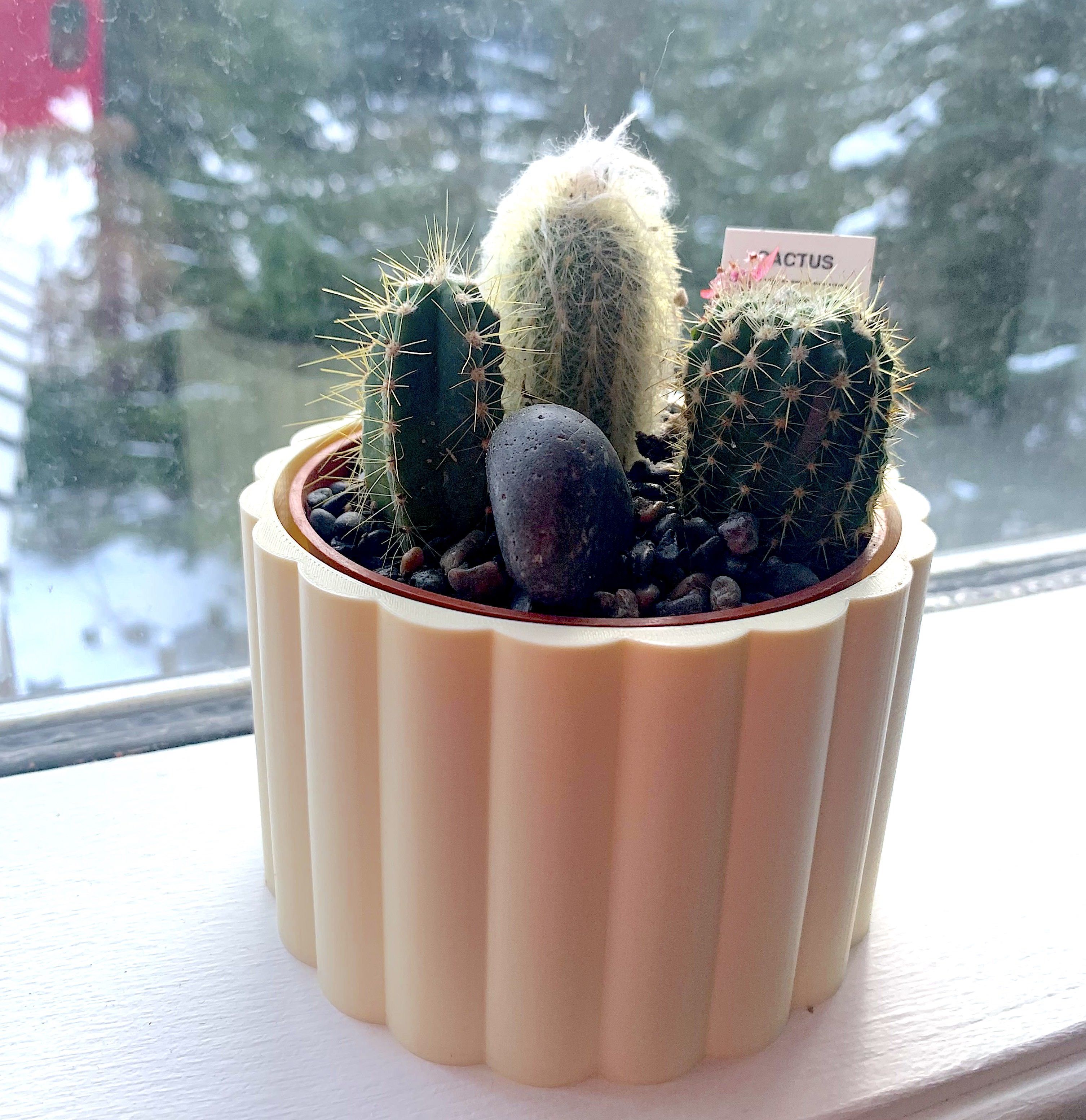 kaktus orange Colorful Moon Cactus Desktop Garden main image 1
