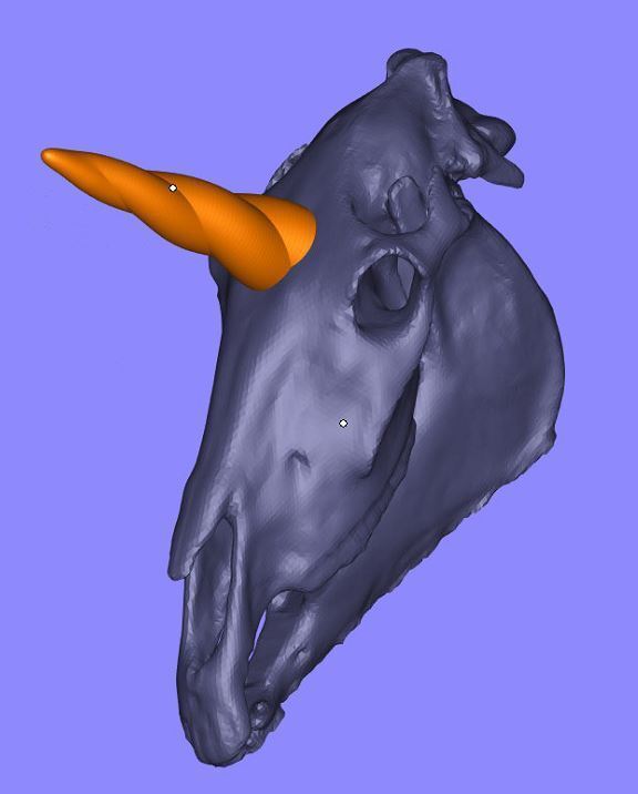 hunicorn_skull_colors.JPG Unicorn Skull