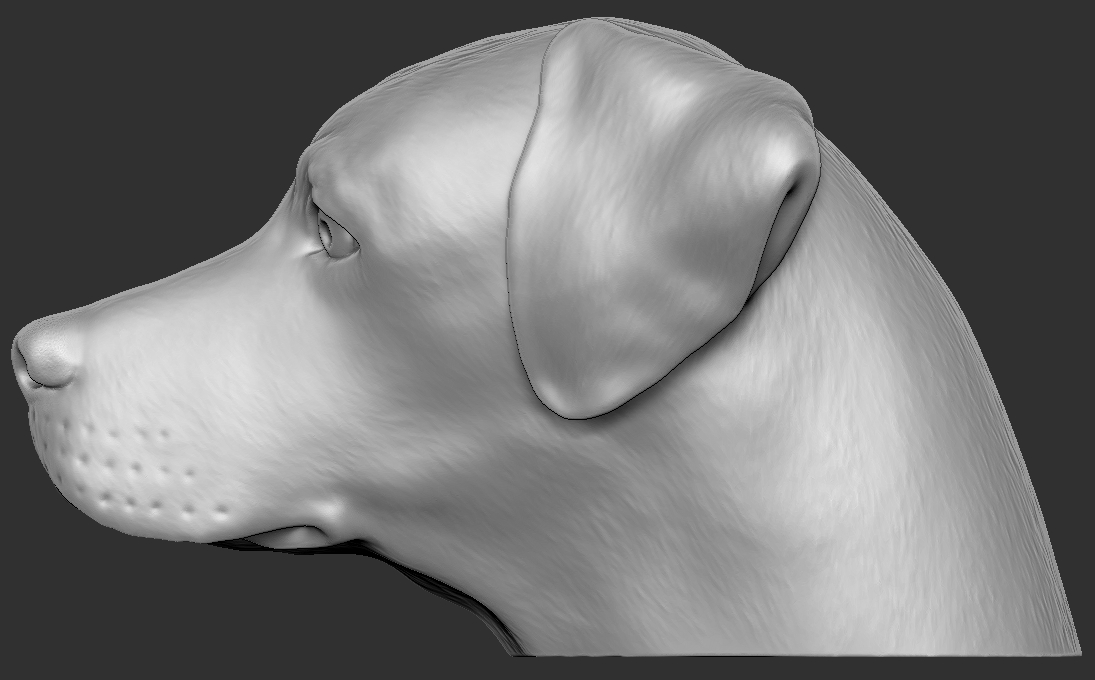 3D file Labrador head for 3D printing 🐂 ・3D printing design to download ...