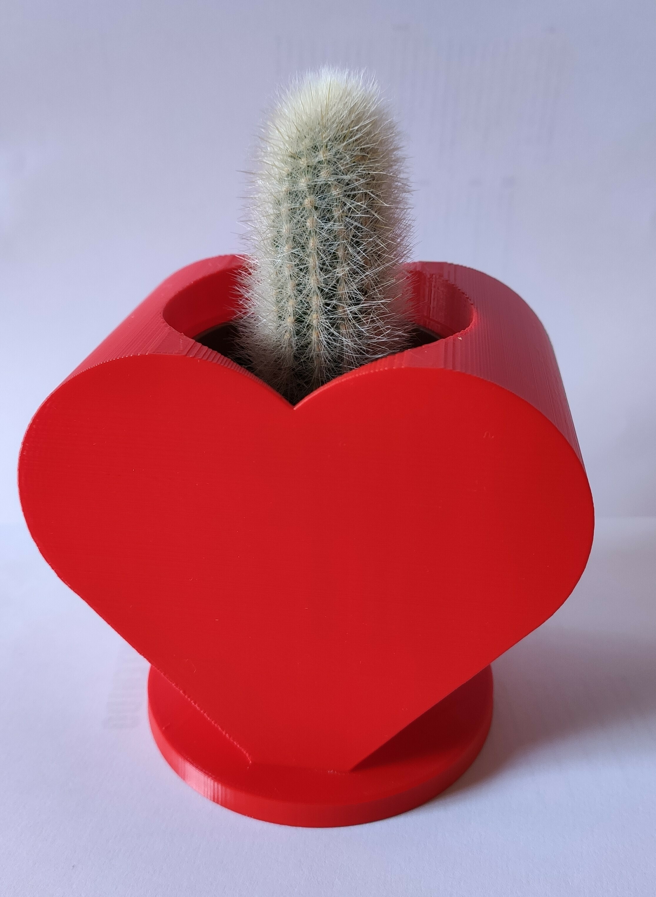 thimble cactus Thimble - 2.5 in - My Jungle Club