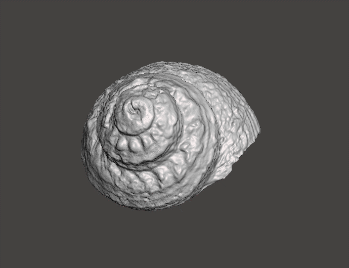 STL file seashell seashell 🐚 ・3D printable model to download・Cults