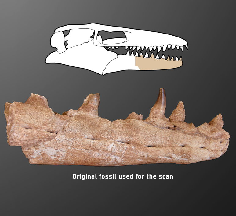 Prognathodon 🦴 Mosasaur Jaw・ STL File for ・Cults