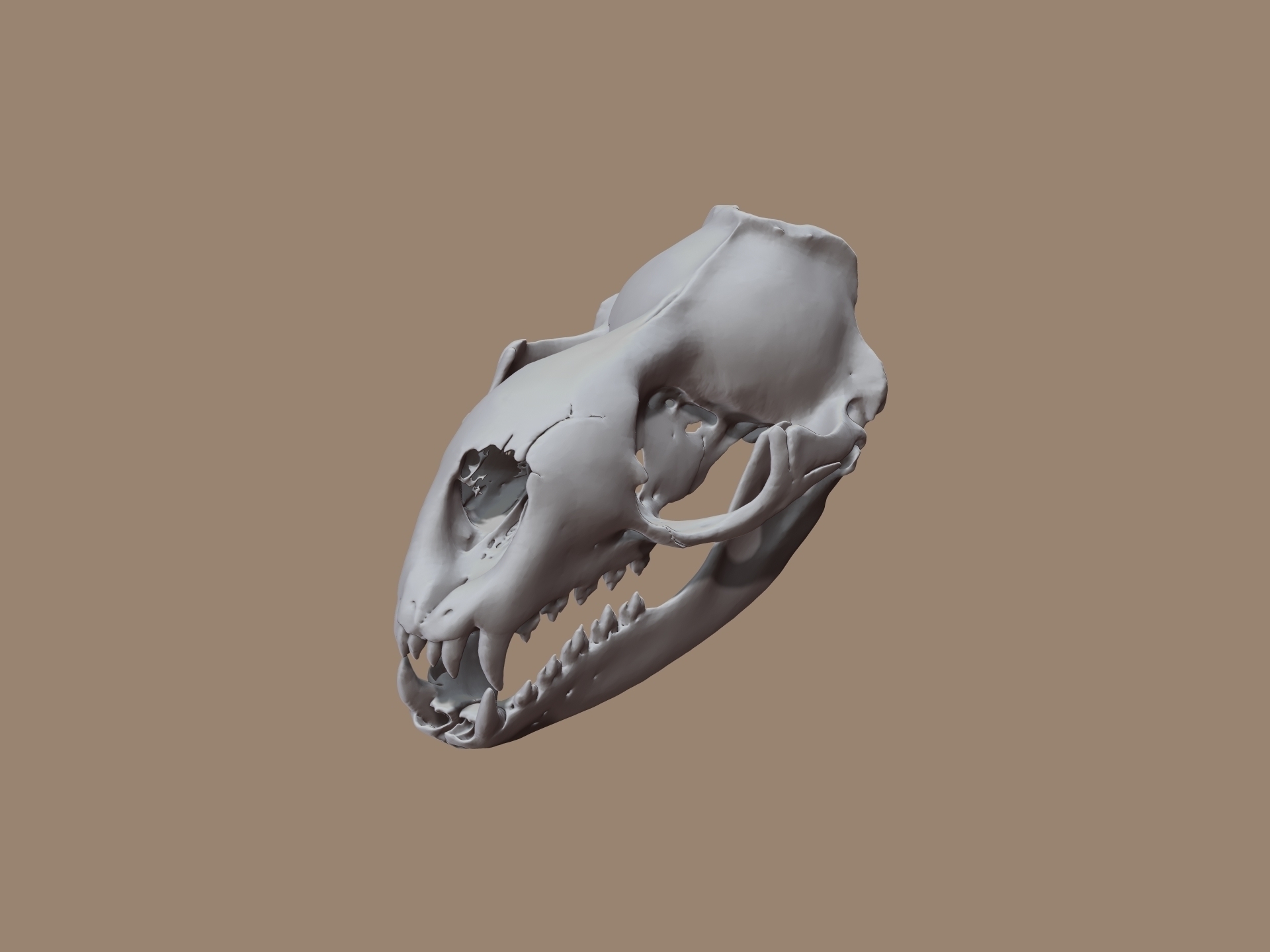 🐆 Leopard Seal Skull based on CT Scan data by Marco Valenzuela・ 3D File ...