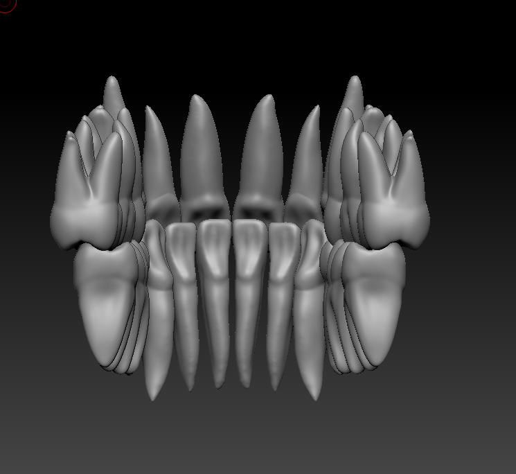 🦷 full anatomy upper and lower teeth 1・Free STL File for ・Cults