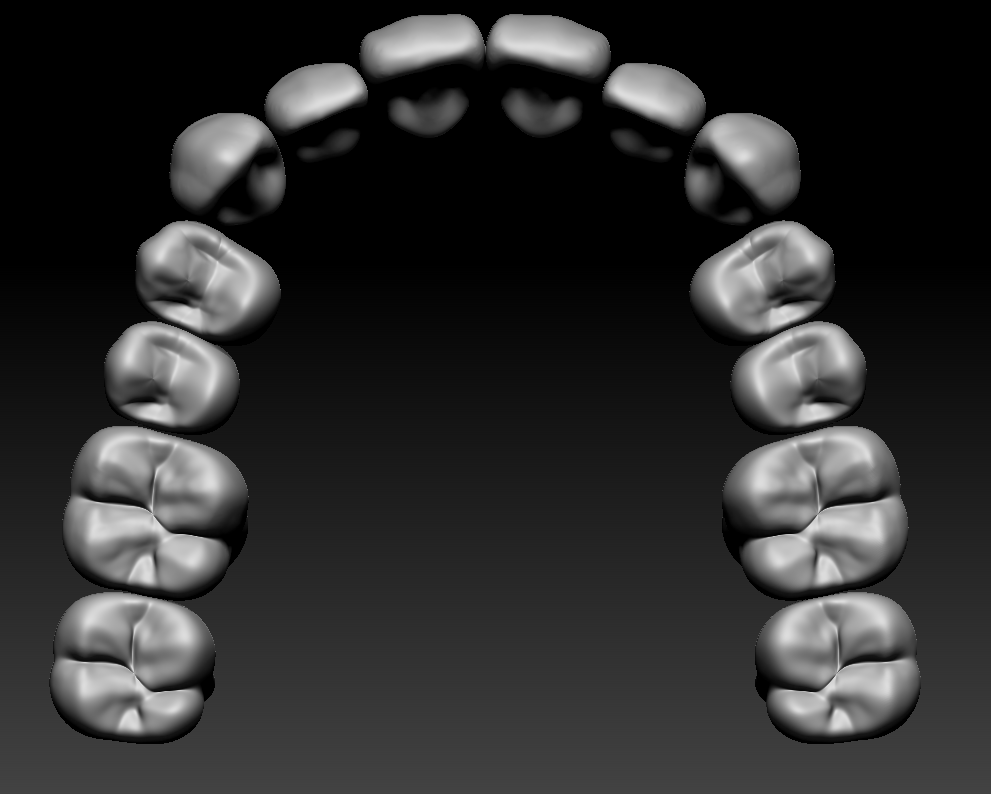 🦷 full anatomy upper and lower teeth 1・Free STL File for ・Cults