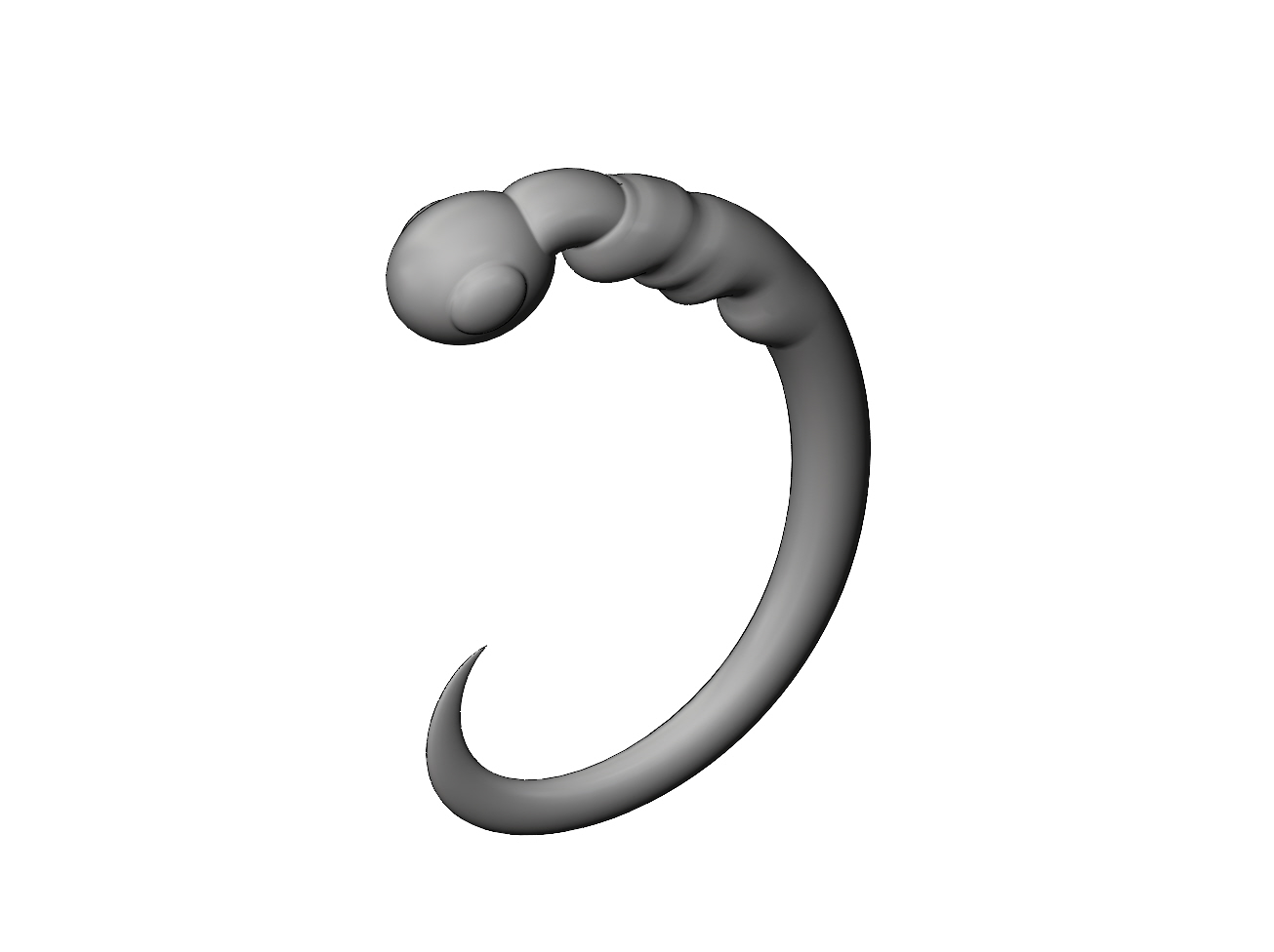 STL 文件 Simplified 10x model morphogenesis of an embryos nervous system ...