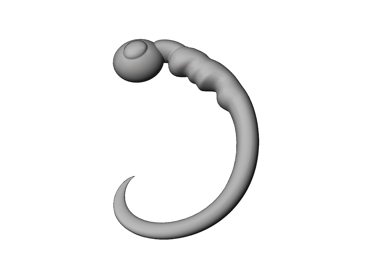 STL 文件 Simplified 10x model morphogenesis of an embryos nervous system ...