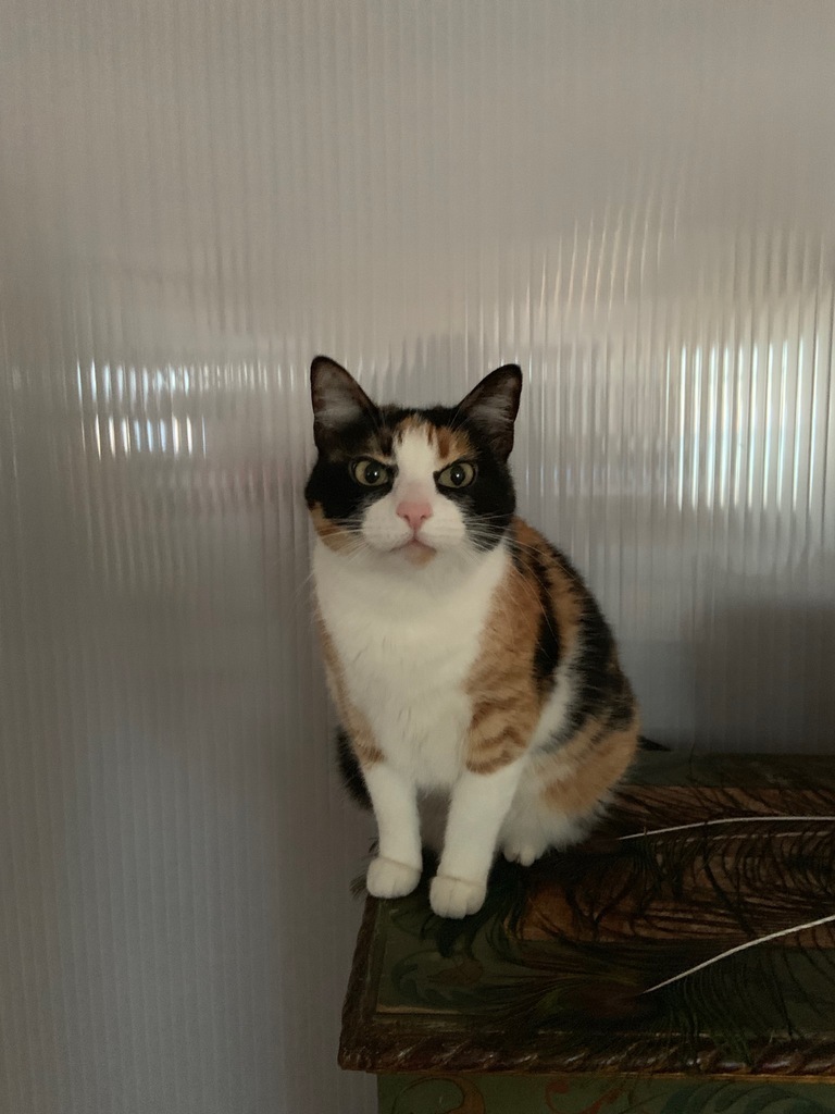 Free 3D file Universal Toilet Paper Cat Guard 🚽 ・3D printing idea to download・Cults