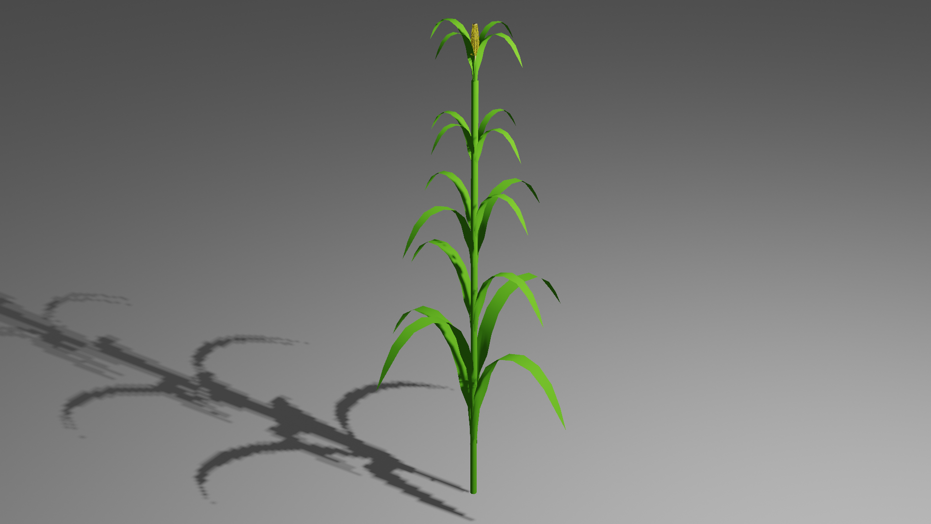 dragon plant indoor Dragon Tree main image 0