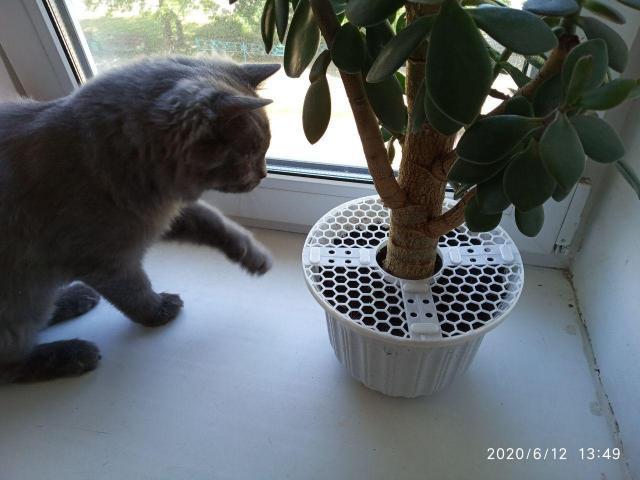cat palm plant Cat Palm