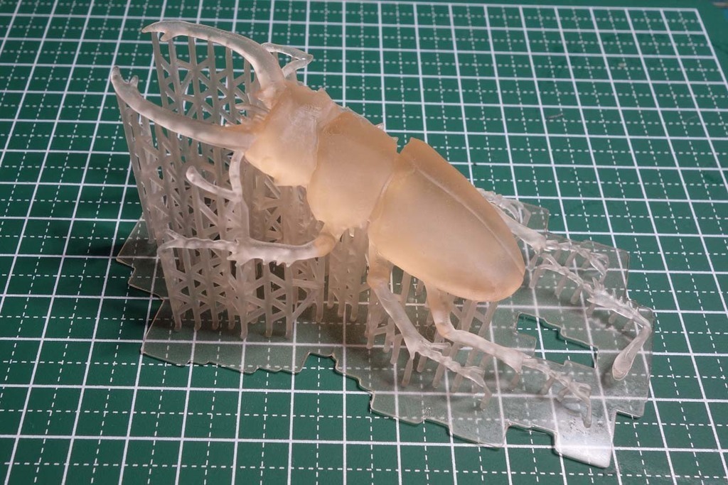 Odontolabis Elegans Mâle - Insecte Véritable En Vitrine 3D Verre/bois - Qualité Musée, Pièce Unique