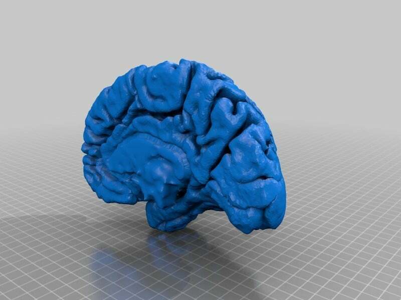 🧠 Human Cerebral Cortex・Free STL File for ・Cults