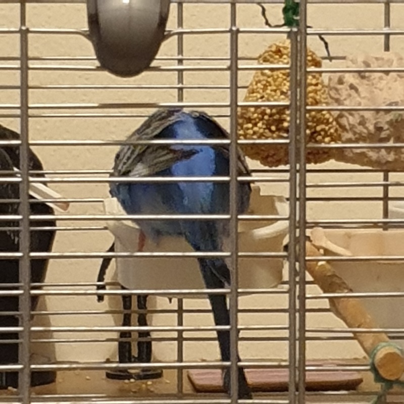 Keramik Futternapf Für Vögel - Abnehmbarer Hängenapf Für Papageien & Wellensittiche