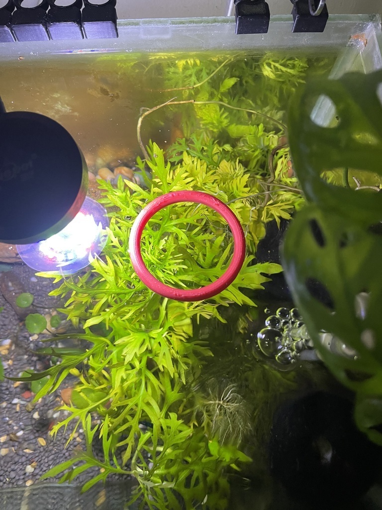 🐠 Aquarium Fish Feeding Floating Ring・Free 3D File for ・Cults