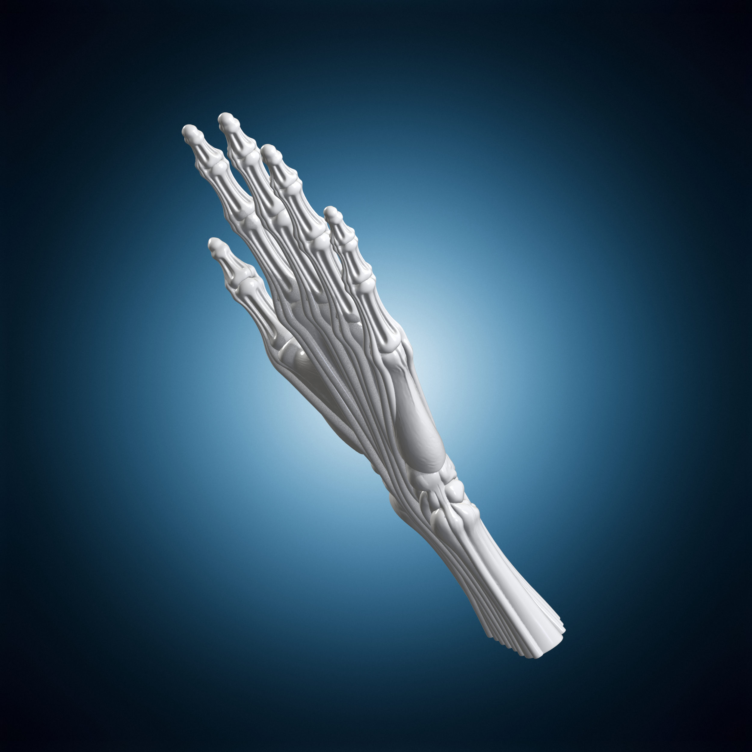 Codex 3d Models Hand Bones And Tendons Codex 3D Print Model・ 3D File for 3D printing・Cults