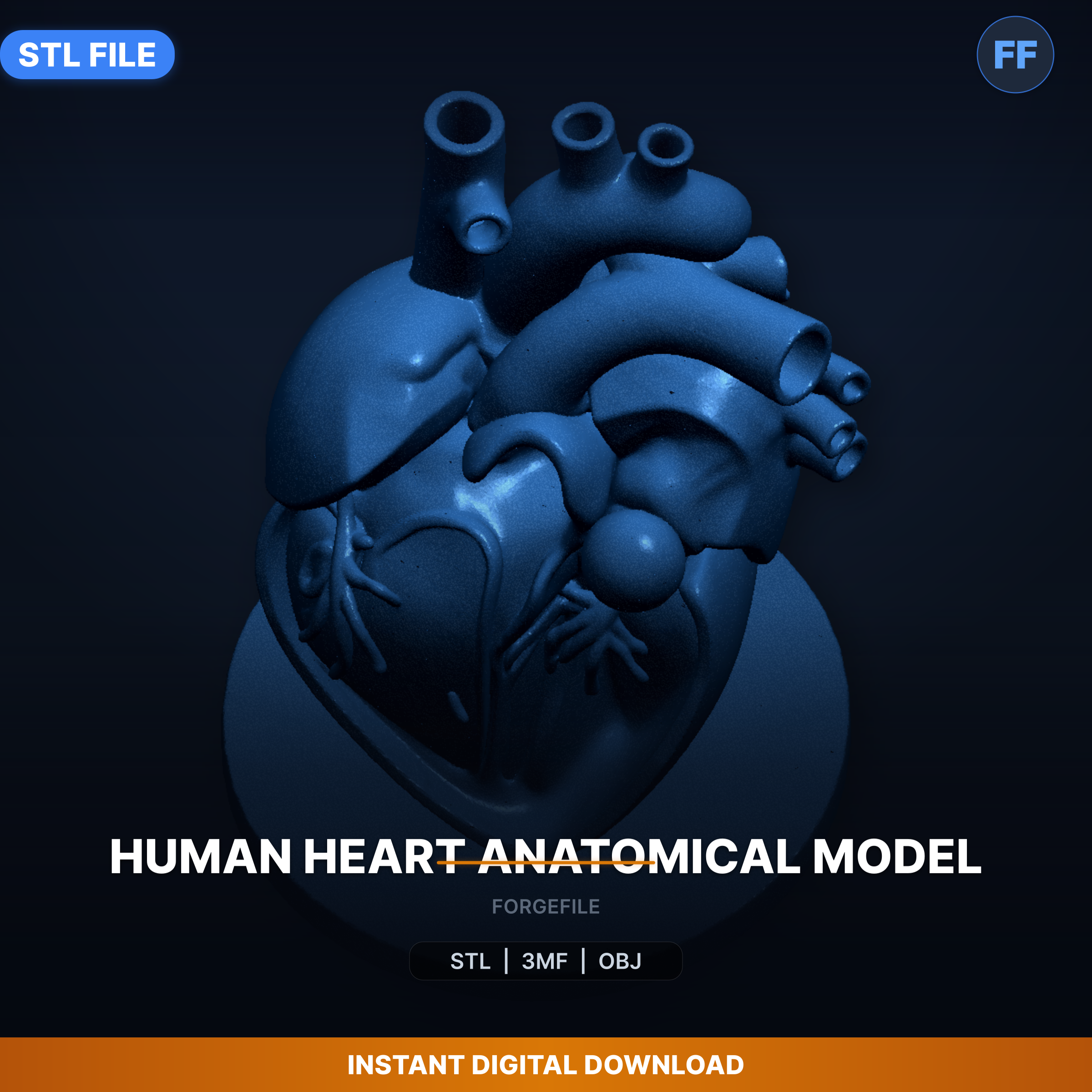 💜 Human Heart Anatomical Model - 3D Printable STL File・ 3D File for 3D ...