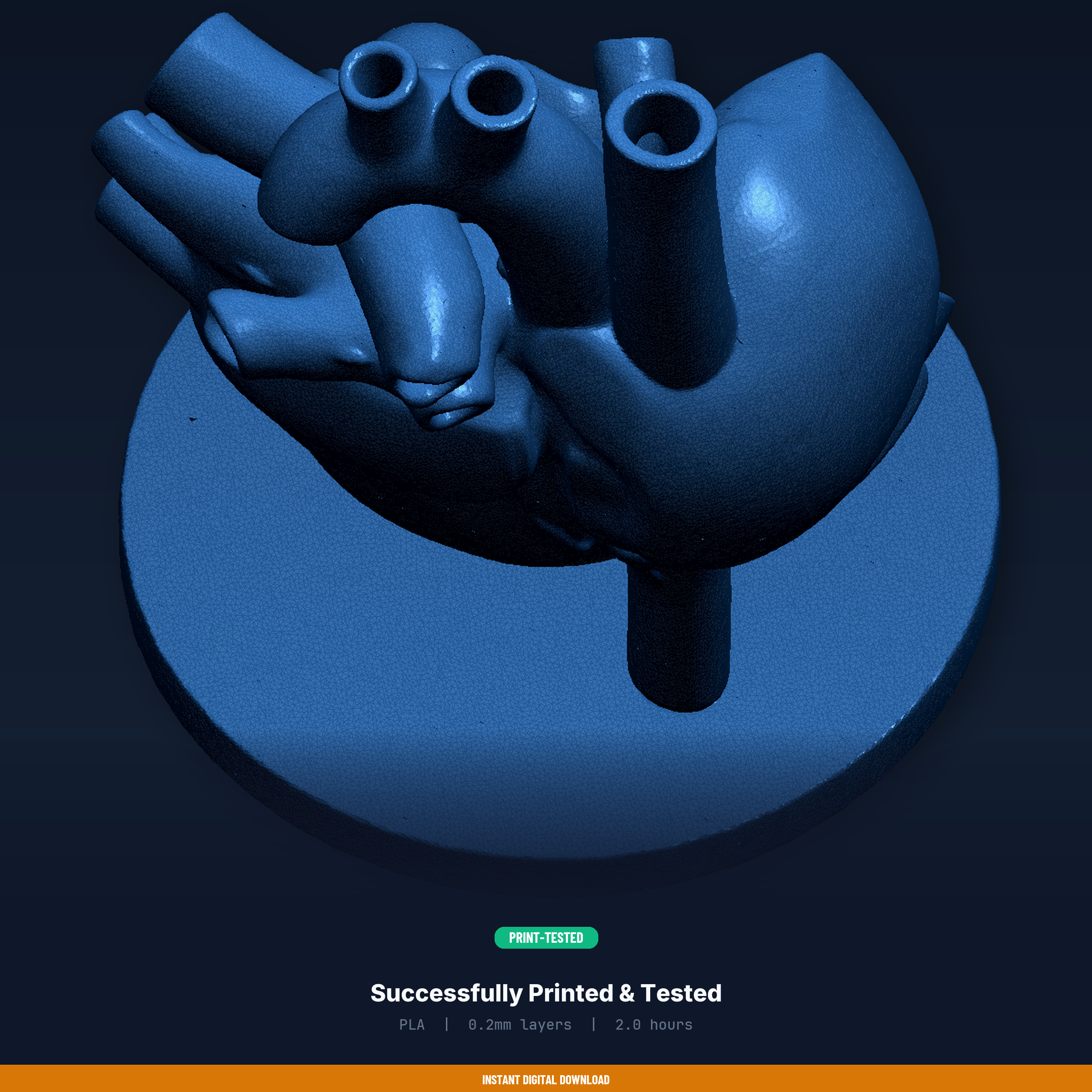 💜 Human Heart Anatomical Model - 3D Printable STL File・ 3D File for 3D ...
