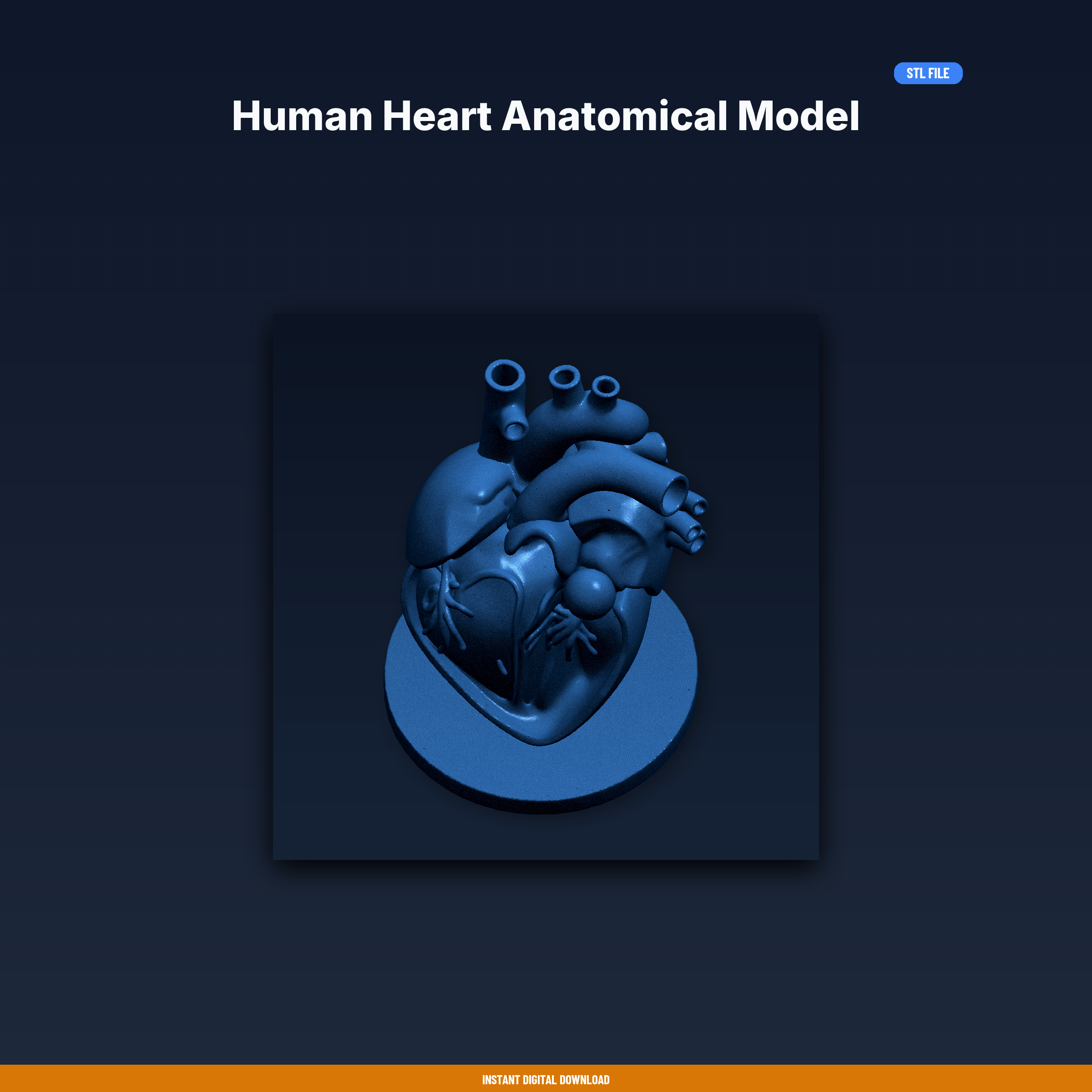 💜 Human Heart Anatomical Model - 3D Printable STL File・ 3D File for 3D ...