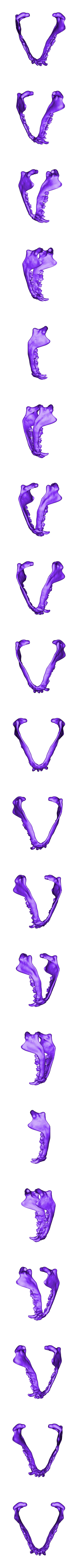 pug jaw.stl Pug skull